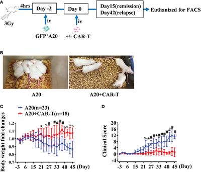 The altering cellular components and function in tumor microenvironment during remissive and relapsed stages of anti-CD19 CAR T-cell treated lymphoma mice